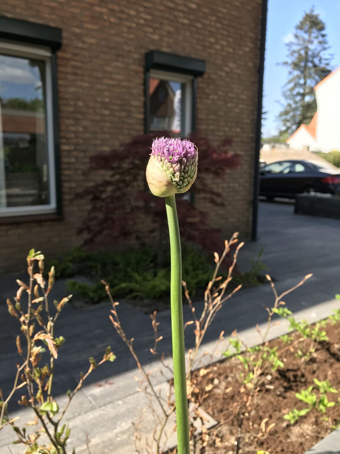 Onderhoudsvriendelijke tuin, beeld 5 van 7